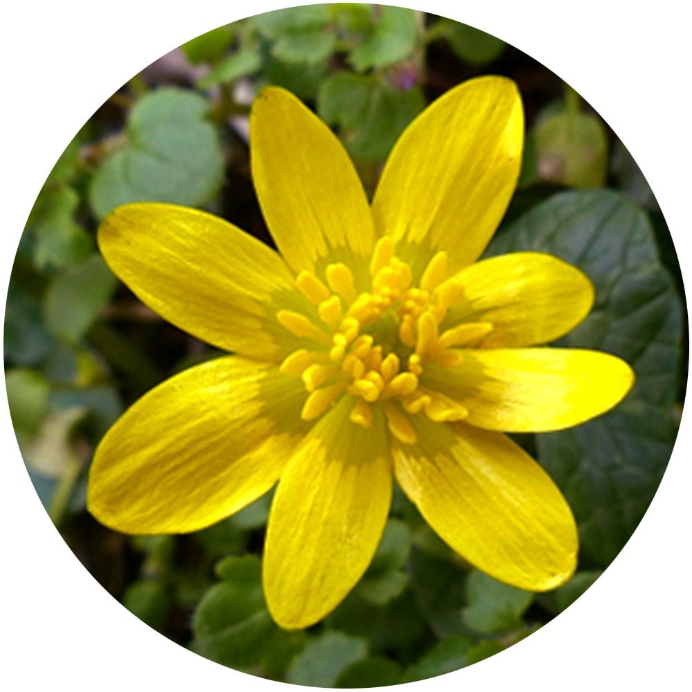 Lesser celandine, a single yellow flower