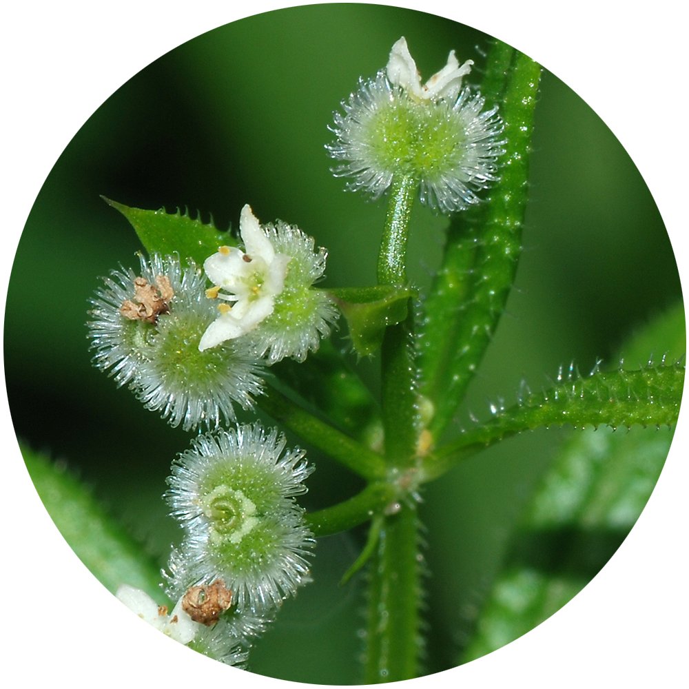 Cleavers, tiny white-green flowerheads