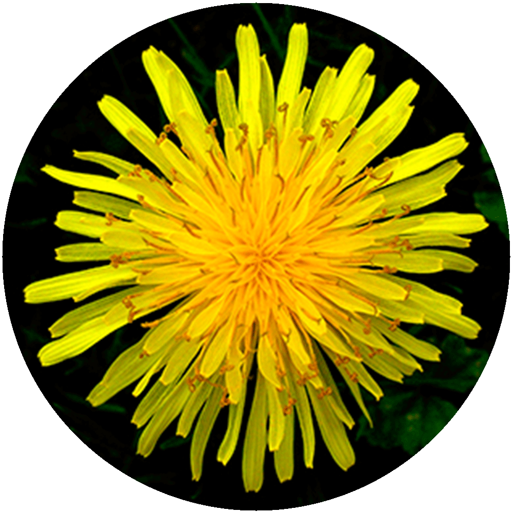Open dandelion head