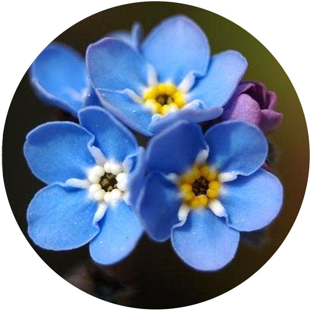 Three blue forget-me-nots
