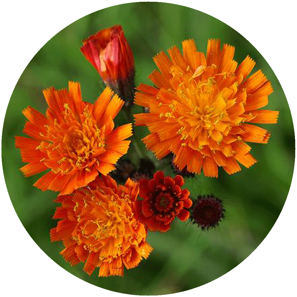 Fox-and-cubs, orange-red hawkweed flowers