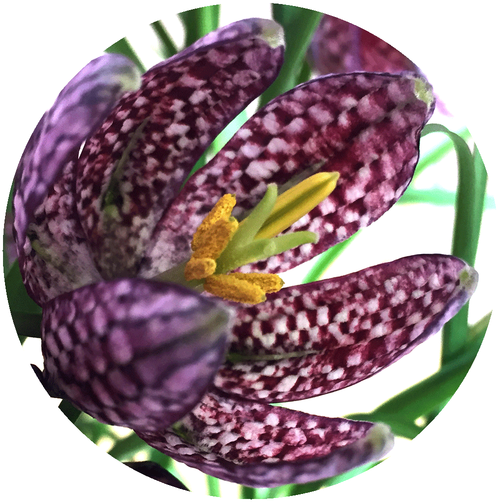 Snake's head fritillaries, chequered purple bells