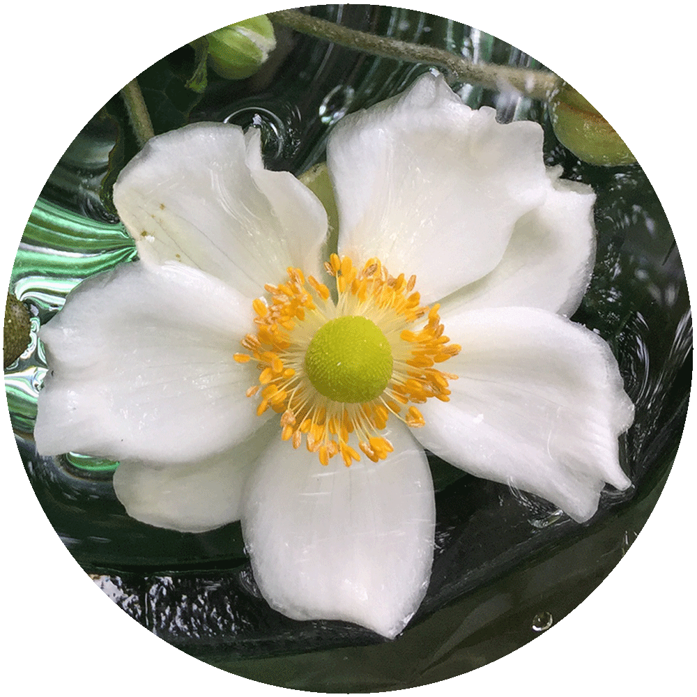 White Japanese anemone